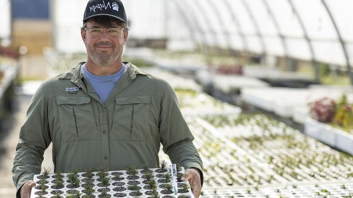 Tree spree: 100,000 Whitebark Pine seedlings sprout at Nupqu Native Plant Nursery 